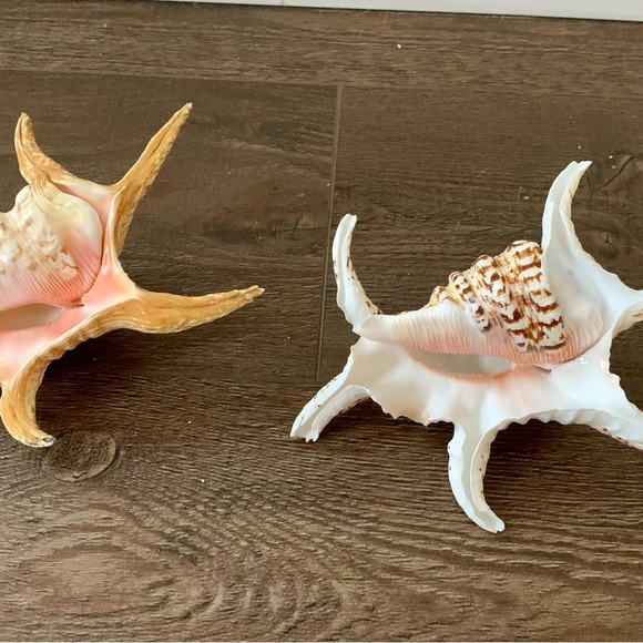 Chiragra Spider Conch Seashell - Picture 3 of 11